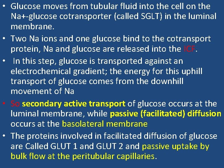  • Glucose moves from tubular fluid into the cell on the Na+-glucose cotransporter