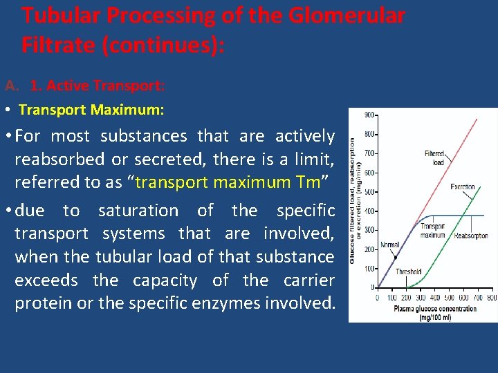 Tubular Processing of the Glomerular Filtrate (continues): A. 1. Active Transport: • Transport Maximum: