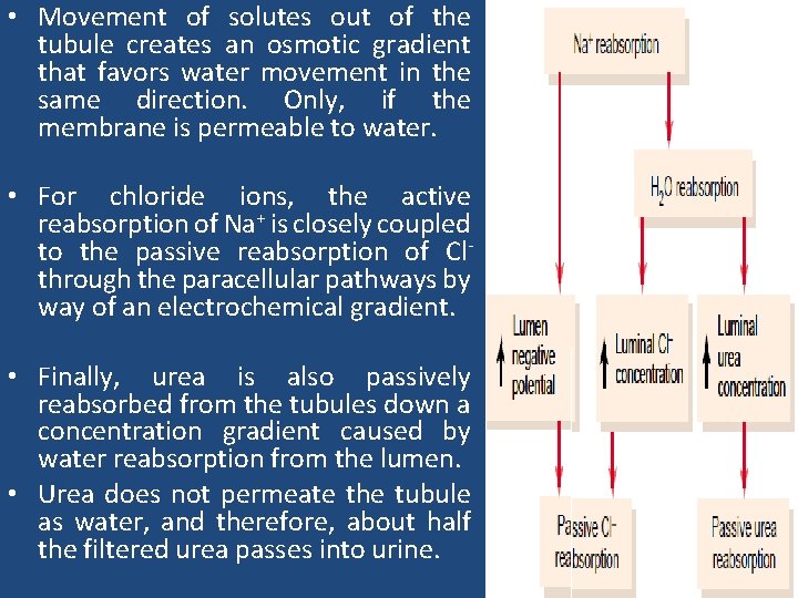  • Movement of solutes out of the tubule creates an osmotic gradient that