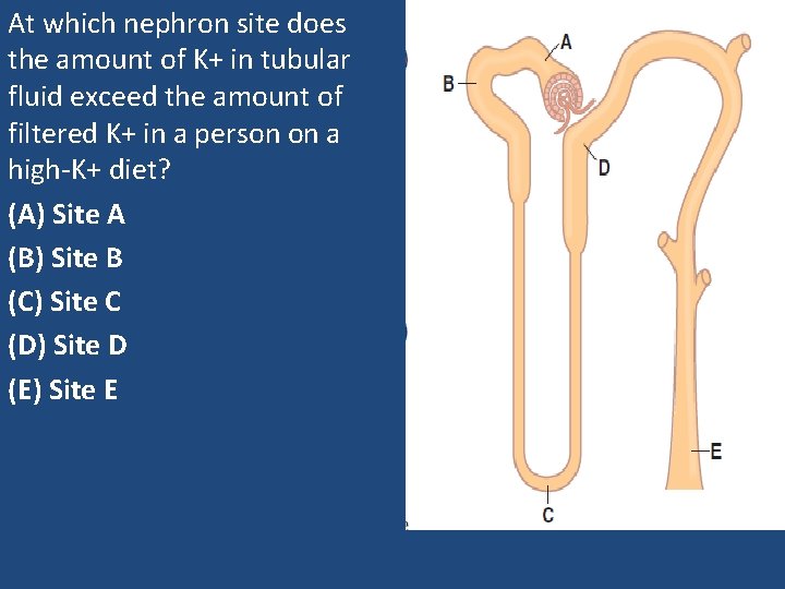 At which nephron site does the amount of K+ in tubular fluid exceed the