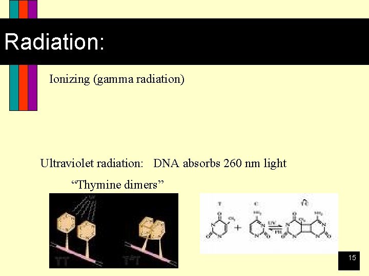 Radiation: Ionizing (gamma radiation) Ultraviolet radiation: DNA absorbs 260 nm light “Thymine dimers” 15