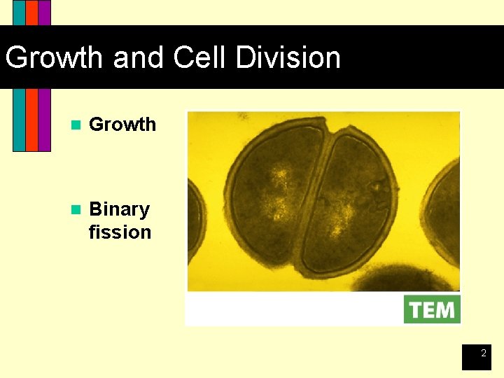 Growth and Cell Division n Growth n Binary fission 2 