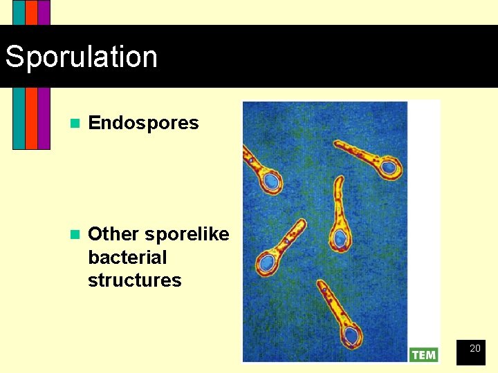 Sporulation n Endospores n Other sporelike bacterial structures 20 