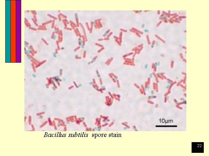 Bacillus subtilis spore stain 22 