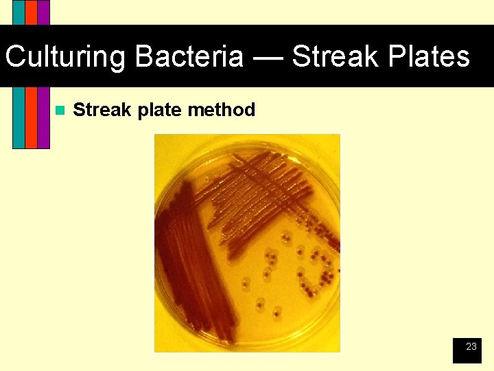 Culturing Bacteria — Streak Plates n Streak plate method 23 