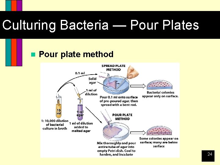 Culturing Bacteria — Pour Plates n Pour plate method 24 