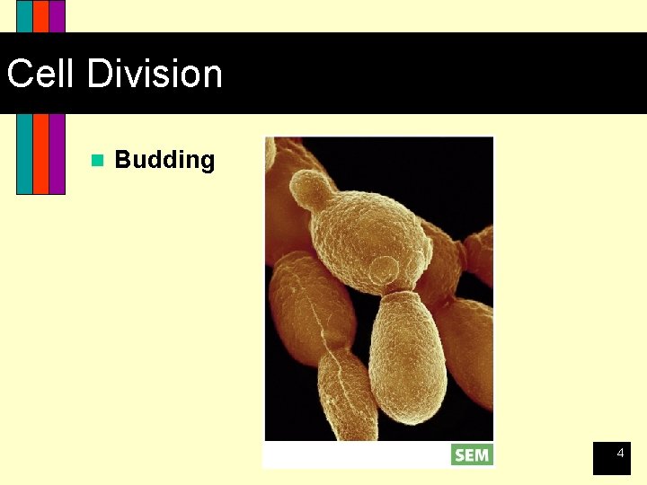 Cell Division n Budding 4 