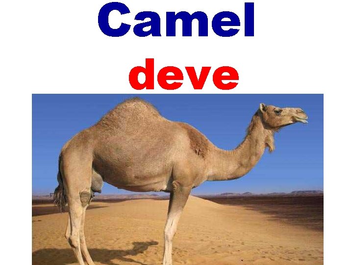 Camel deve 