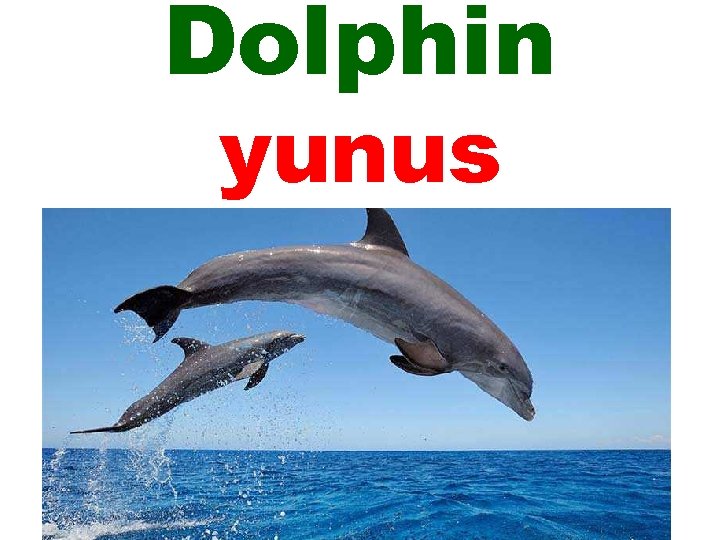 Dolphin yunus 