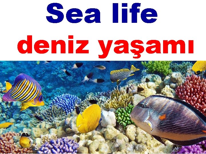 Sea life deniz yaşamı 