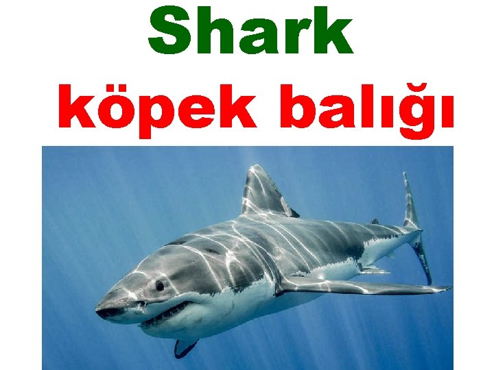 Shark köpek balığı 