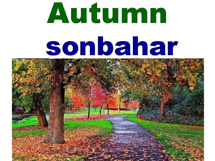 Autumn sonbahar 