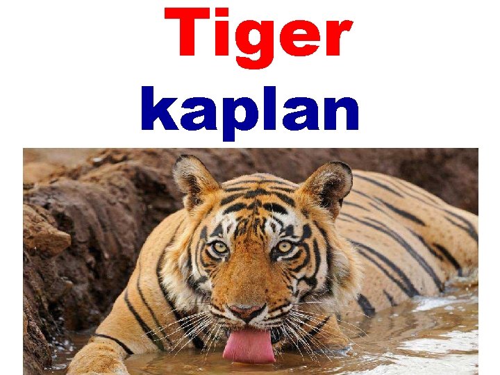 Tiger kaplan 