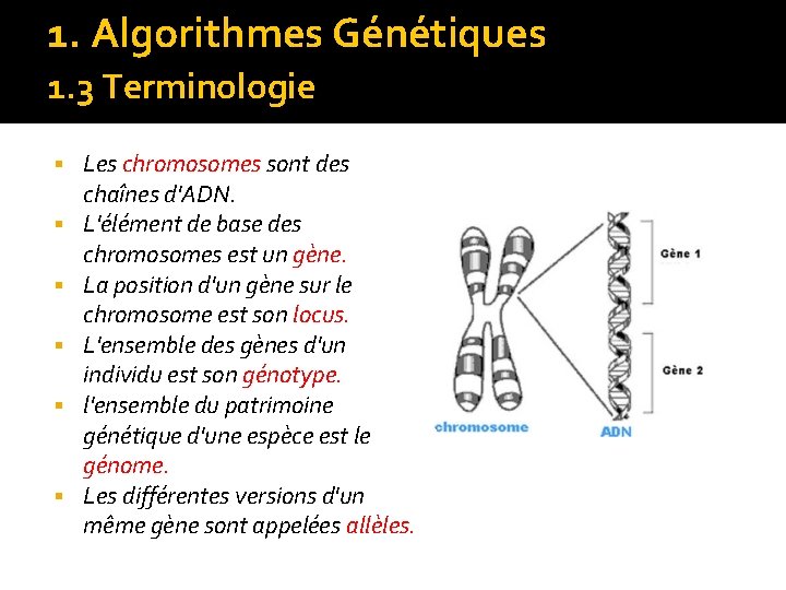 1. Algorithmes Génétiques 1. 3 Terminologie § § § Les chromosomes sont des chaînes