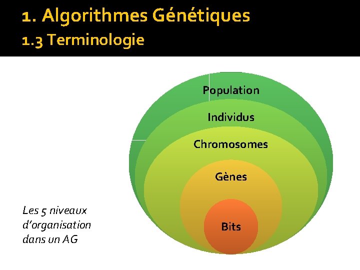 1. Algorithmes Génétiques 1. 3 Terminologie Population Individus Chromosomes Gènes Les 5 niveaux d’organisation