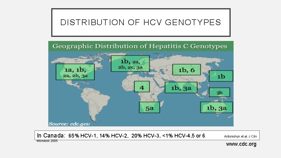 DISTRIBUTION OF HCV GENOTYPES In Canada: 65% HCV-1, 14% HCV-2, 20% HCV-3, <1% HCV-4,