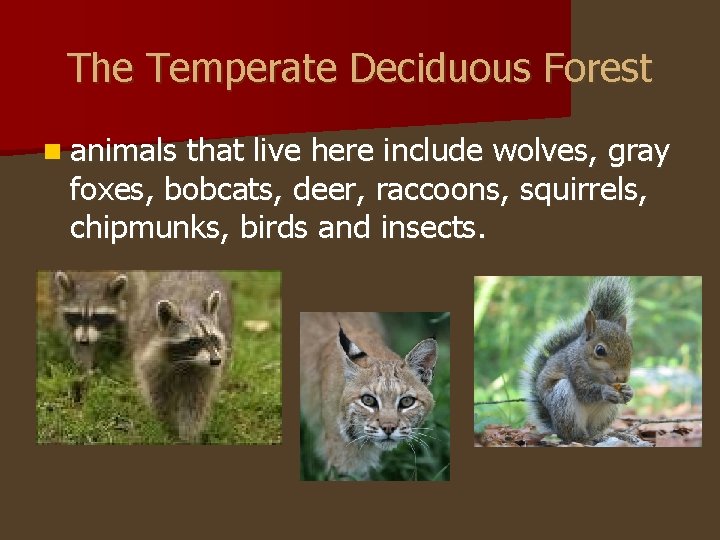 The Temperate Deciduous Forest n animals that live here include wolves, gray foxes, bobcats,