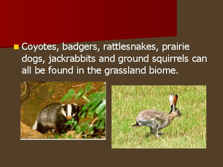 n Coyotes, badgers, rattlesnakes, prairie dogs, jackrabbits and ground squirrels can all be found