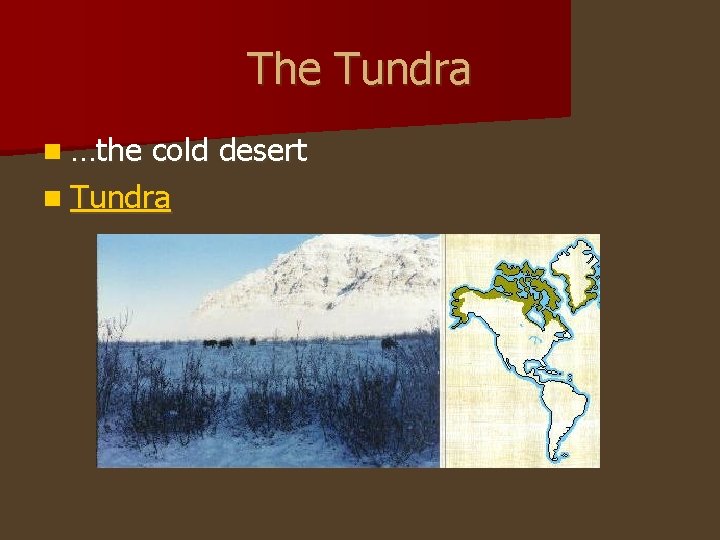 The Tundra n …the cold desert n Tundra 