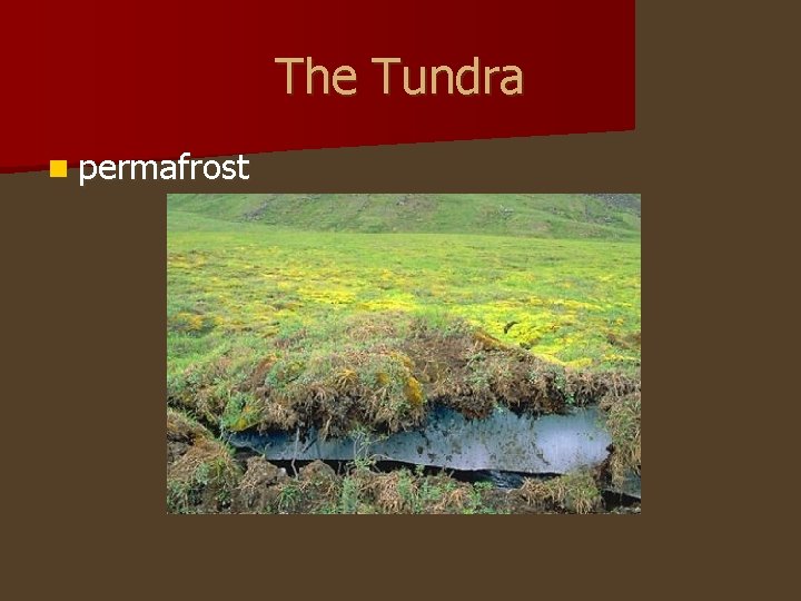 The Tundra n permafrost 