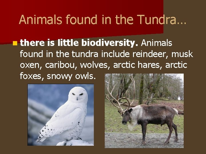 Animals found in the Tundra… n there is little biodiversity. Animals found in the