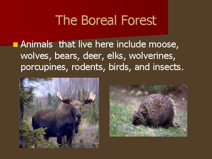 The Boreal Forest n Animals that live here include moose, wolves, bears, deer, elks,