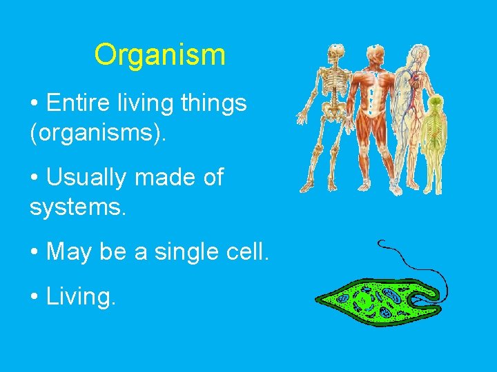 Organism • Entire living things (organisms). • Usually made of systems. • May be