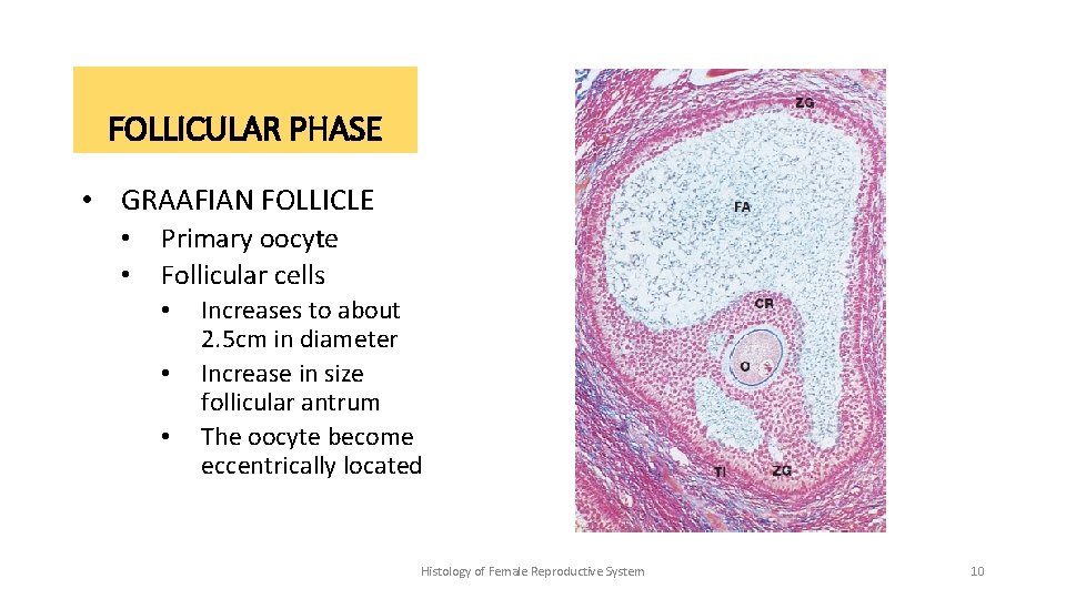 FOLLICULAR PHASE • GRAAFIAN FOLLICLE • • Primary oocyte Follicular cells • • •