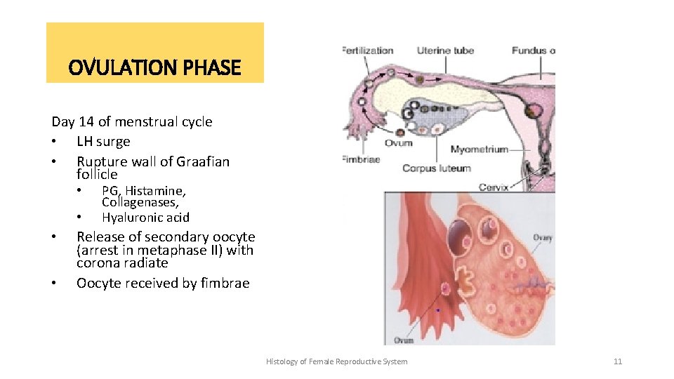 OVULATION PHASE Day 14 of menstrual cycle • LH surge • Rupture wall of