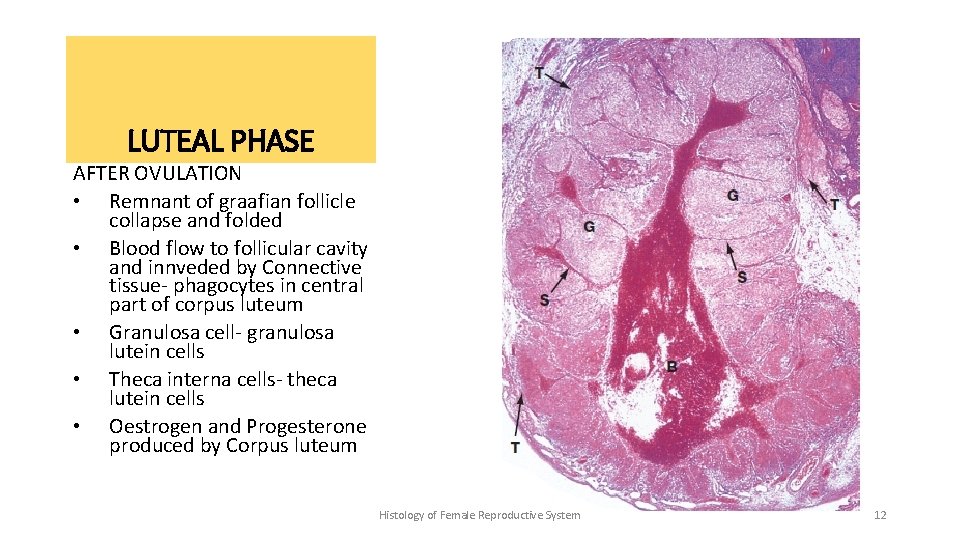 LUTEAL PHASE AFTER OVULATION • Remnant of graafian follicle collapse and folded • Blood