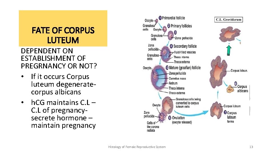 FATE OF CORPUS LUTEUM DEPENDENT ON ESTABLISHMENT OF PREGRNANCY OR NOT? • If it