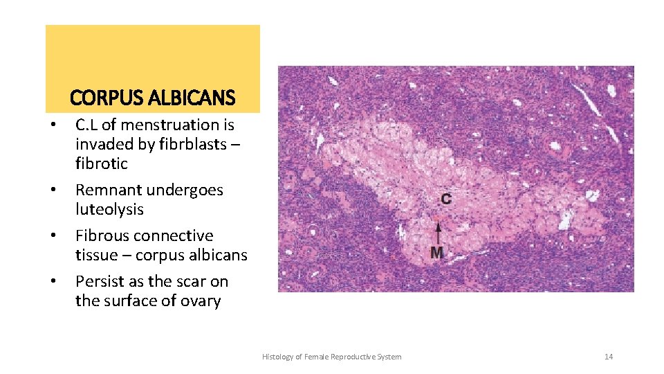 CORPUS ALBICANS • • C. L of menstruation is invaded by fibrblasts – fibrotic