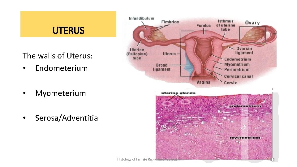 UTERUS The walls of Uterus: • Endometerium • Myometerium • Serosa/Adventitia Histology of Female