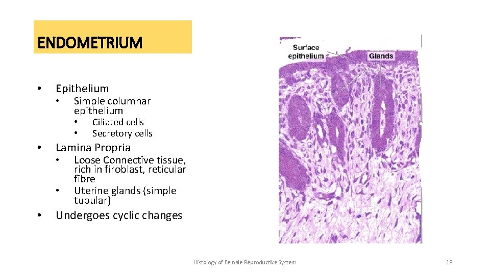 ENDOMETRIUM • Epithelium • Simple columnar epithelium • • • Lamina Propria • •