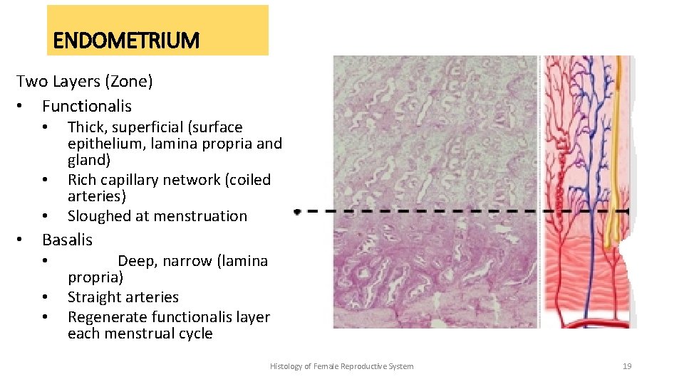 ENDOMETRIUM Two Layers (Zone) • Functionalis • • Thick, superficial (surface epithelium, lamina propria