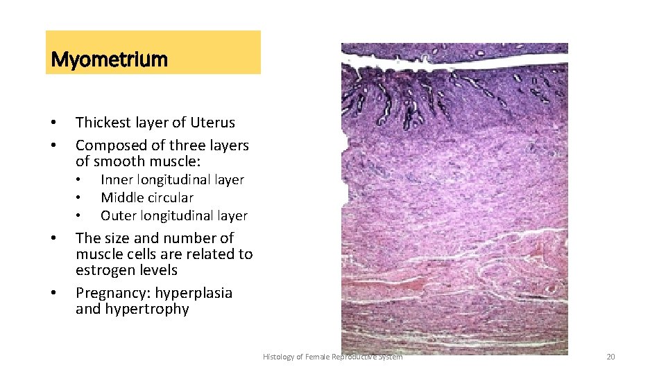 Myometrium • • Thickest layer of Uterus Composed of three layers of smooth muscle: