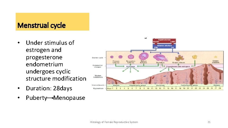 Menstrual cycle • Under stimulus of estrogen and progesterone endometrium undergoes cyclic structure modification