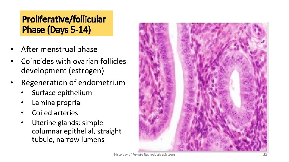 Proliferative/follicular Phase (Days 5 -14) • After menstrual phase • Coincides with ovarian follicles