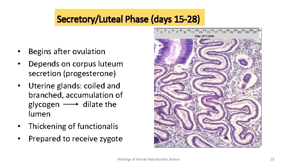 Secretory/Luteal Phase (days 15 -28) • Begins after ovulation • Depends on corpus luteum