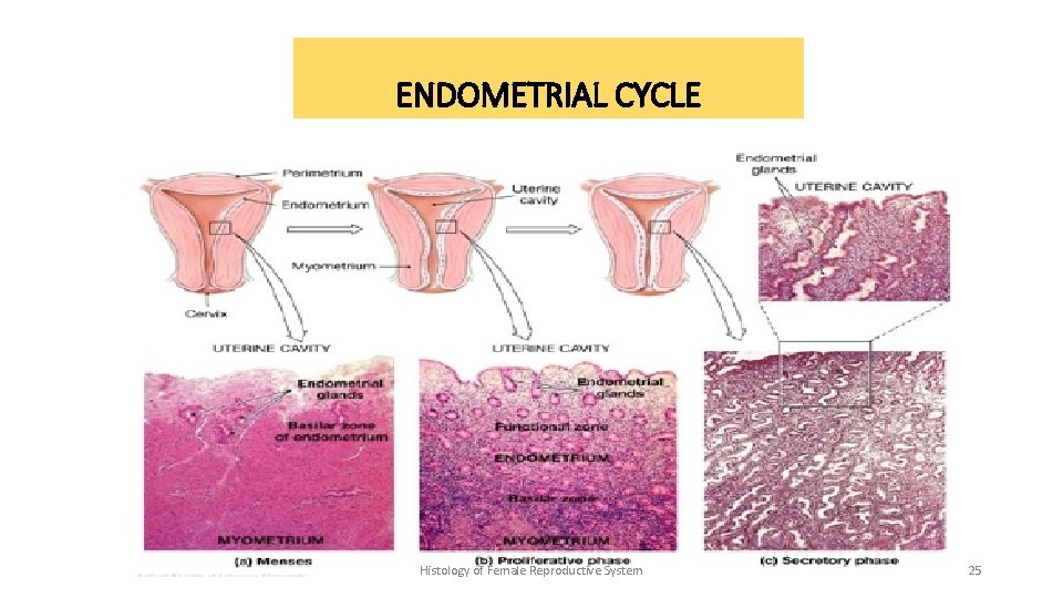 ENDOMETRIAL CYCLE Histology of Female Reproductive System 25 