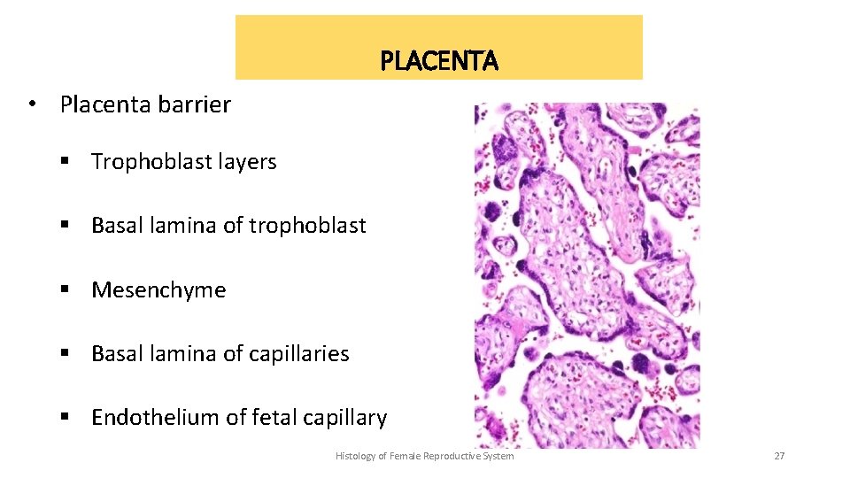 PLACENTA • Placenta barrier § Trophoblast layers § Basal lamina of trophoblast § Mesenchyme