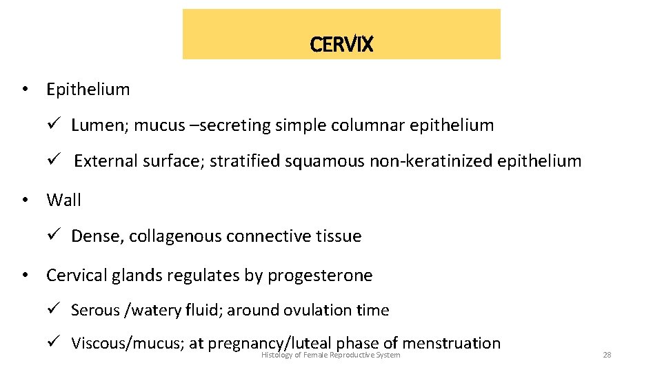 CERVIX • Epithelium ü Lumen; mucus –secreting simple columnar epithelium ü External surface; stratified