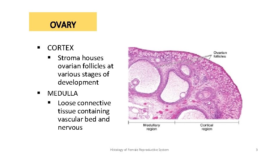 OVARY § CORTEX § Stroma houses ovarian follicles at various stages of development §