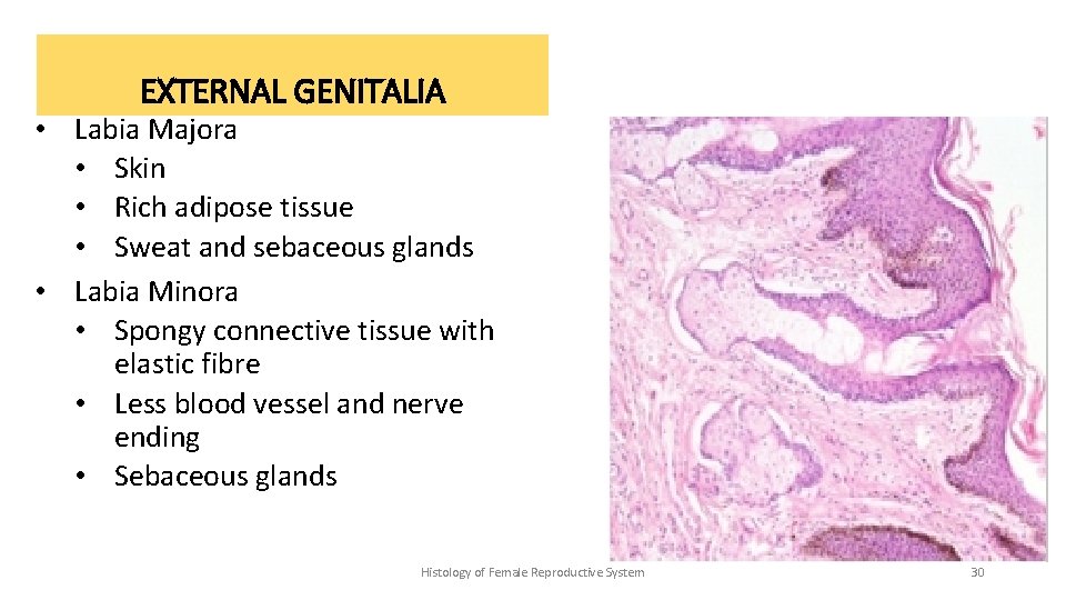 EXTERNAL GENITALIA • Labia Majora • Skin • Rich adipose tissue • Sweat and