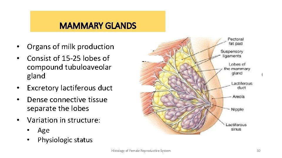 MAMMARY GLANDS • Organs of milk production • Consist of 15 -25 lobes of