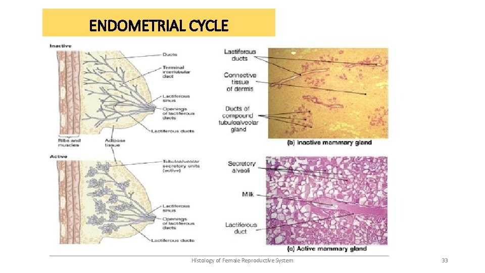 ENDOMETRIAL CYCLE Histology of Female Reproductive System 33 