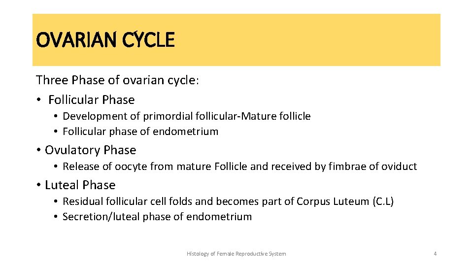 OVARIAN CYCLE Three Phase of ovarian cycle: • Follicular Phase • Development of primordial