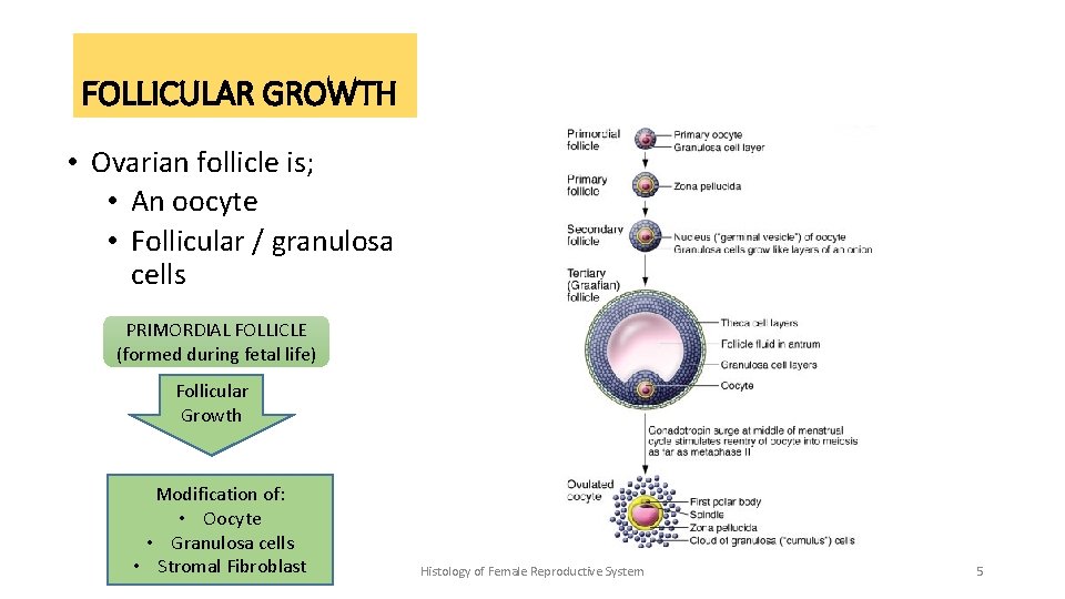 FOLLICULAR GROWTH • Ovarian follicle is; • An oocyte • Follicular / granulosa cells