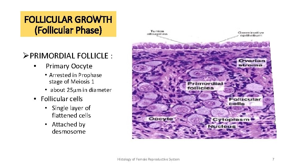 FOLLICULAR GROWTH (Follicular Phase) ØPRIMORDIAL FOLLICLE : • Primary Oocyte • Arrested in Prophase