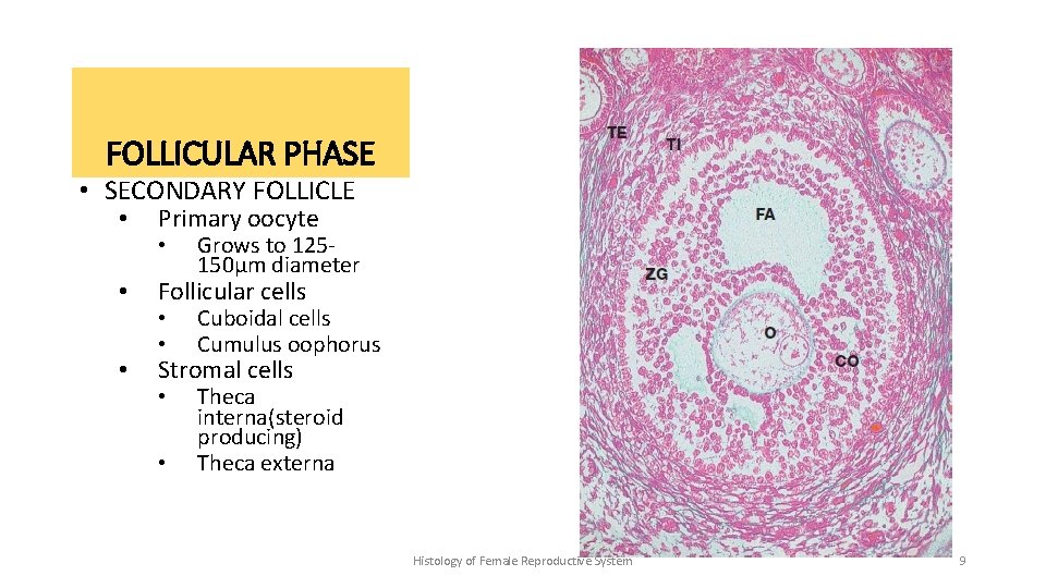 FOLLICULAR PHASE • SECONDARY FOLLICLE • Primary oocyte • Follicular cells • Stromal cells